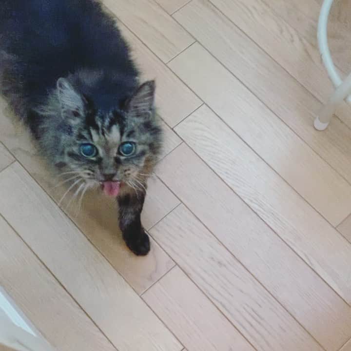 OKAのインスタグラム：「おはよう！  #今日のダミ声 #18歳の猫」
