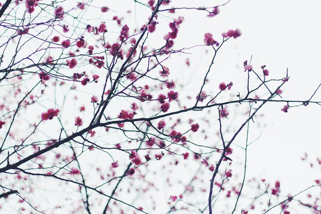 yukaのインスタグラム：「儚さ𖡼܀ ・ ・ ・ #ザ花部 #はなまっぷ #team_jp_flower  #vsco  #igersjp  #indies_minimal  #クラストコ #ひがしみかわ #梅の花 #Bungaplum」