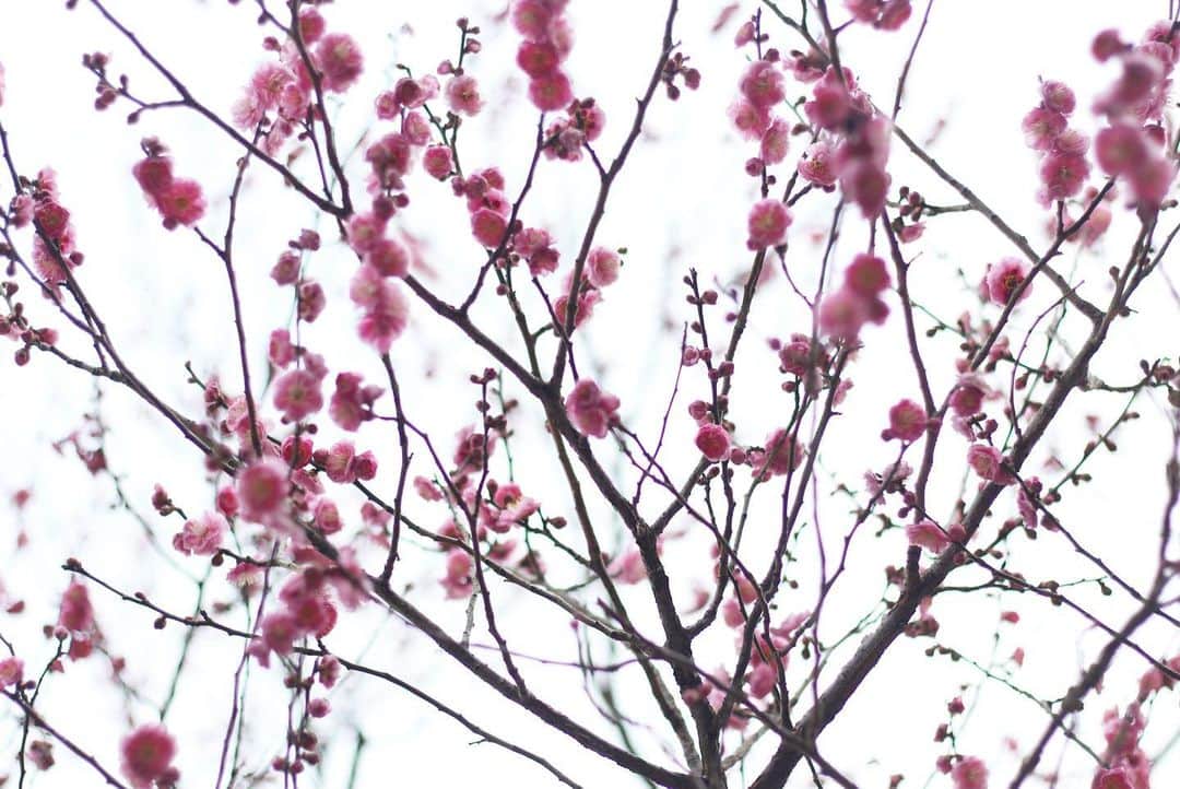 yukaさんのインスタグラム写真 - (yukaInstagram)「儚さ𖡼܀ ・ ・ ・ #ザ花部 #はなまっぷ #team_jp_flower  #vsco  #igersjp  #indies_minimal  #クラストコ #ひがしみかわ #梅の花 #Bungaplum」2月25日 9時25分 - yuka_ff