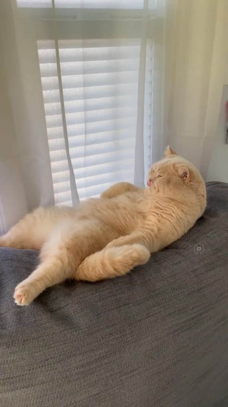 The Cats Of Instagramのインスタグラム：「#Repost • @dunkindonutcat monday’s am i right?」