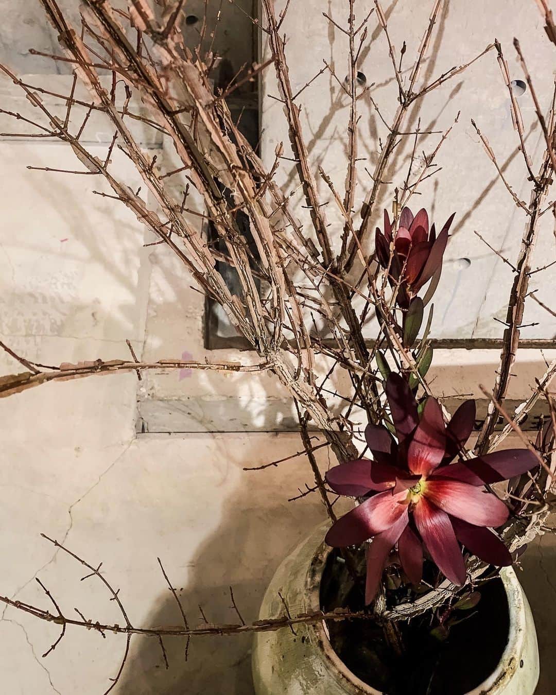 小川琴美さんのインスタグラム写真 - (小川琴美Instagram)「陰　花　器」2月25日 9時41分 - koty______