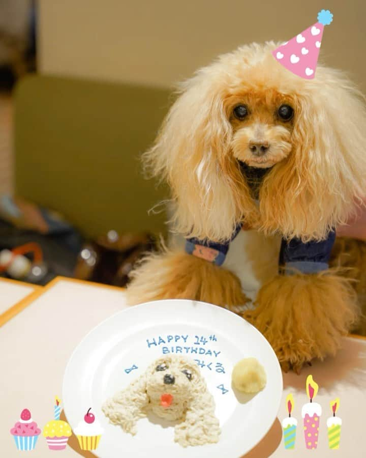 Toypoodle Mikuru?Asakusa Tokyoのインスタグラム