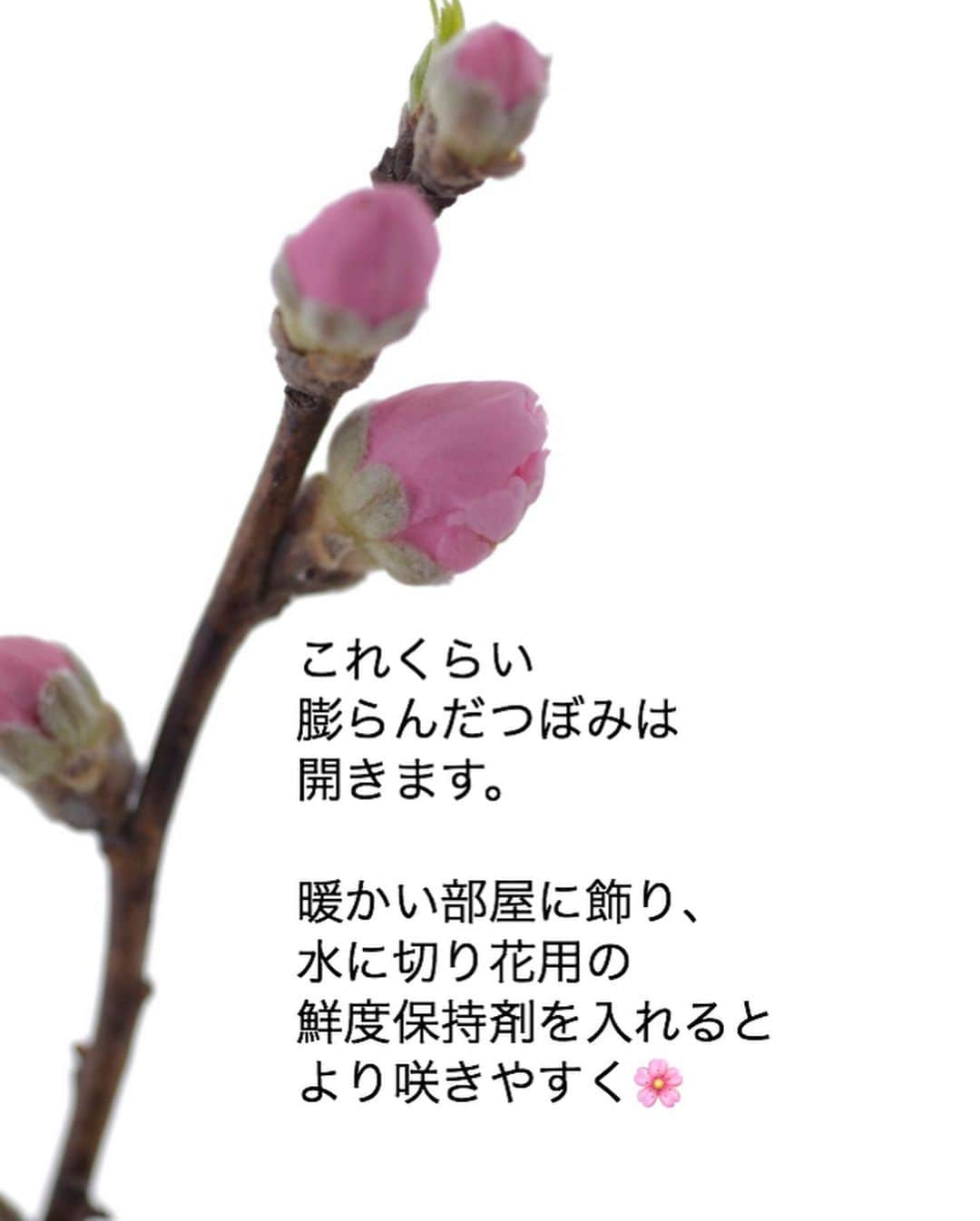 雑誌『花時間』さんのインスタグラム写真 - (雑誌『花時間』Instagram)「おはようございます。おひな様は飾りましたか？﻿ ﻿ 私はまだ…😅﻿ ﻿ 忙しくて、﻿ なかなか手が回らないなら、﻿ せめて、桃のお花だけでも﻿ 飾りましょ🌸﻿ ﻿ 合わせ花のオススメは﻿ スイートピーちゃんです。﻿ ﻿ こうして添えるだけで、﻿ ゴツゴツした桃の枝も﻿ うまくカムフラージュ！﻿ ﻿ 小さく飾りたい人のために﻿ 切り分け位置を﻿ 写真で説明しておきました。﻿ ﻿ 桃の節句用に出回る﻿ 桃のお花は、花桃。﻿ ﻿ お花を鑑賞するために﻿ 生まれた桃の木なんです。﻿ ﻿ 春になると、﻿ あちこちで見かける花桃がそれ。﻿ ﻿ 初夏になると﻿ 小さく、かわいらしい﻿ 実をつけますよ。 おいしくはないようだけど😅﻿ ﻿ では、本日も元気smile😊😊😊で﻿ 頑張りましょう！ by ピーターパン﻿ ﻿ ﻿ #flowers #flowerslovers #flowerstagram #flowerarrangement  #花時間 #花時間2021  #花好き #花藝 #花好きな人と繋がりたい #花が好きな人と繋がりたい #花のある生活 #お花のある暮らし #花を飾る #花を飾る生活  #桃の節句 #ひな祭り #ひなまつり #桃の花 #スイートピー #ワスレナグサ  #わすれなぐさ  #忘れな草  #勿忘草 #ピンクの花 #かわいい花 #ビタミンf  #花屋さんへ行こう  ﻿ ﻿ ﻿ ﻿」2月25日 9時55分 - hanajikan_magazine