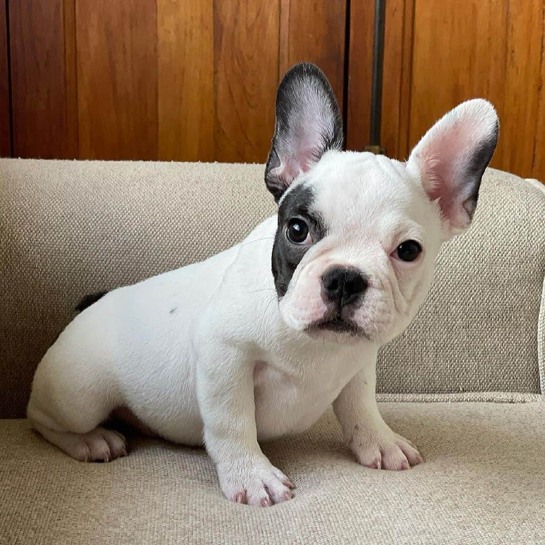 Regeneratti&Oliveira Kennelのインスタグラム：「Sup Bart? Bartholomew is available and looking for a forever home. For more info on him please DM. #frenchie #frenchbulldog #bulldog #bulldogfrances #bulldoguefrances」