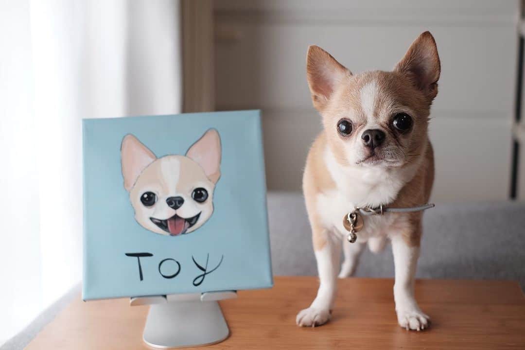 maika_kikitoyjijiさんのインスタグラム写真 - (maika_kikitoyjijiInstagram)「. Toy . トイトイの笑顔が届きました☺️❤️ . 写真をもとに素敵な絵画に 仕上げてもらえます✨ . 予約受付は2/24 20:00〜 3/3 23:59までなので 気になる方はお早めに💕 👇 @corona_dog_lifestyle  . やっぱりオンリーワン商品は 嬉しいよね😚💕 . . #犬スタグラム #犬との生活 #犬と暮らす #犬すたぐらむ #犬服ハンドメイド #犬写真 #犬かわいい #犬グッズ #チワワ好きな人と繋がりたい #チワワ親バカ部 #チワワのいる暮らし #チワワ多頭飼い #チワワ部 #チワワなしでは生きていけません会 #チワワのいる生活 #チワワスムース #チワワン #チワワlove」2月25日 10時10分 - maika_kikitoyjiji