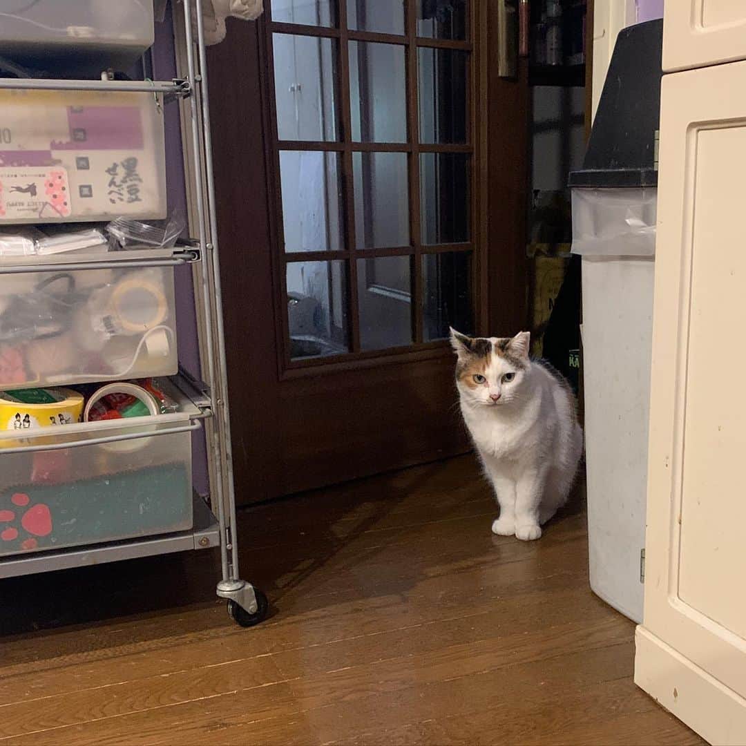Kachimo Yoshimatsuのインスタグラム：「もっと入っておいで！ おかきは、寝てていいからね。 #うちの猫ら #mikeko #okaki #猫 #ねこ #cat #ネコ #catstagram #ネコ部 http://kachimo.exblog.jp」