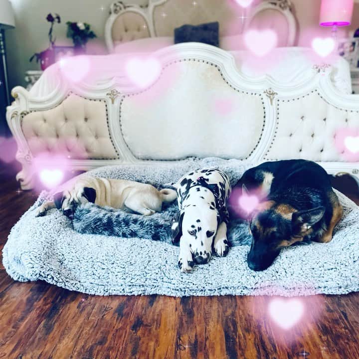 アーロン・カーターのインスタグラム：「My beautiful angels 😇 #quarantinelife #blessed #puppylove I’m domesticated 😜」