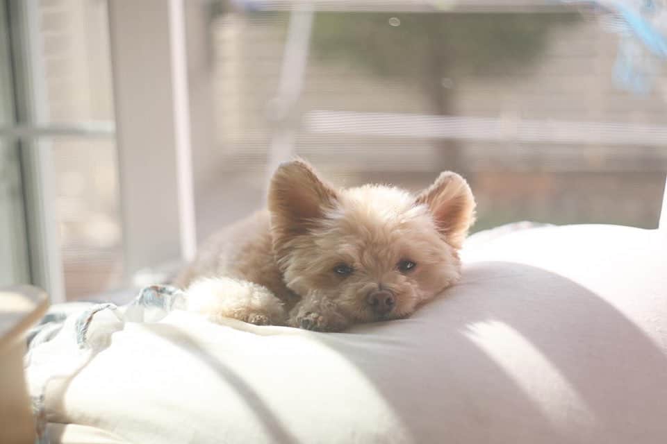 犬山紙子さんのインスタグラム写真 - (犬山紙子Instagram)「犬…それは世界の宝…犬… @chihuapoohirame  この子は姉の家のひらめちゃんです。チワプーです。 かわいさがどうかしてる  #チワプーひらめ #チワプー #犬 #チワプー同好会  #犬バカ部 #犬それは世界」2月25日 10時06分 - inuyamakamiko