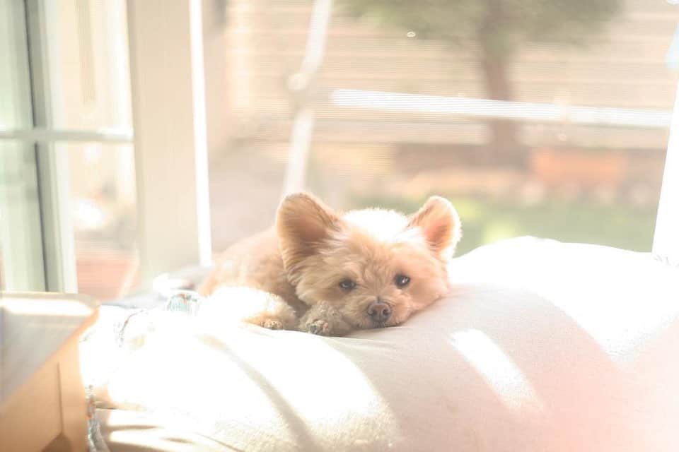 犬山紙子さんのインスタグラム写真 - (犬山紙子Instagram)「犬…それは世界の宝…犬… @chihuapoohirame  この子は姉の家のひらめちゃんです。チワプーです。 かわいさがどうかしてる  #チワプーひらめ #チワプー #犬 #チワプー同好会  #犬バカ部 #犬それは世界」2月25日 10時06分 - inuyamakamiko
