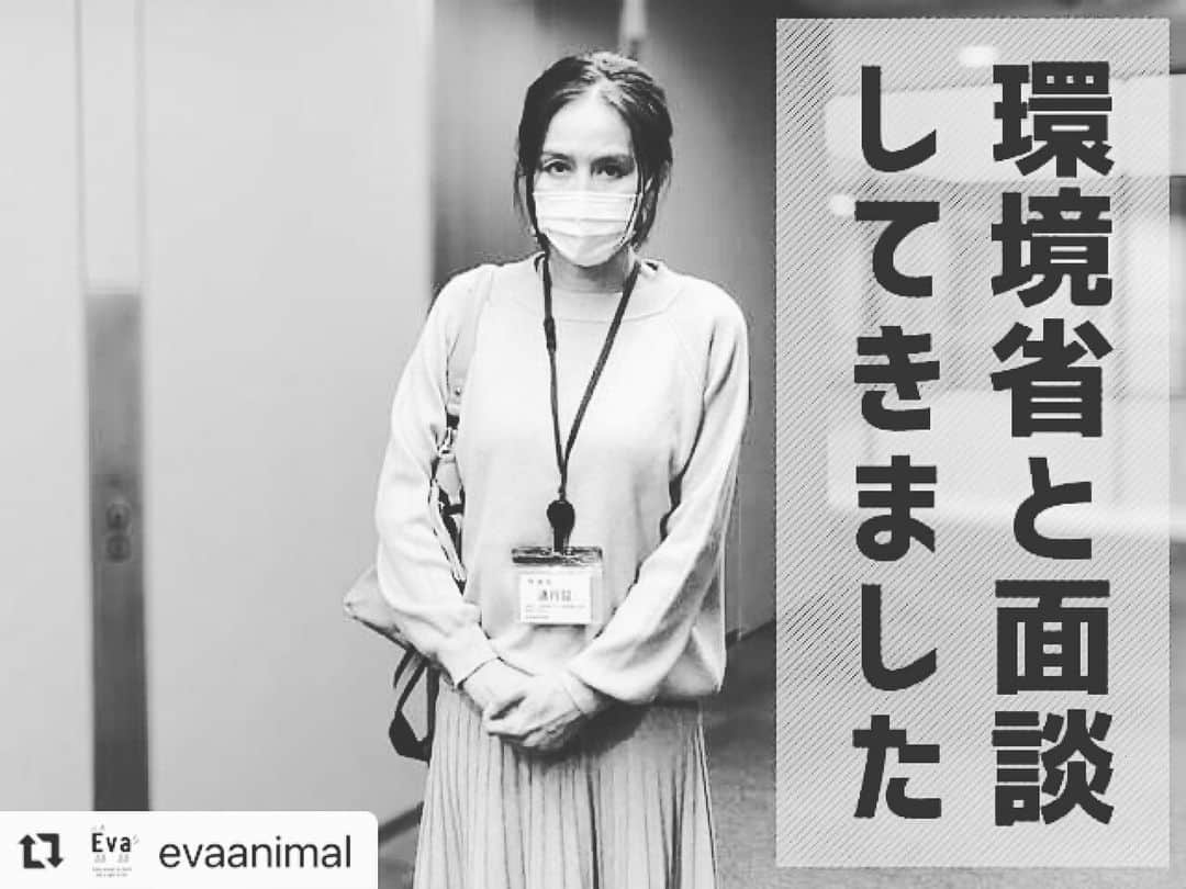 杉本彩のインスタグラム：「#Repost @evaanimal with @make_repost ・・・ 先日、環境省動物愛護管理室の長田室長と面談させていただきました。  先日の全国商工新聞の「ペット業界の声届いた」の記事について聞いたところ、環境省としては、色々な人の意見を聞くということで、これまで室長や担当者であったり、また大臣が直接お会いしできたが、これまで業界側は経過措置に対し強く求めていたというよりは、「これではやっていけない」との意見がほとんどで「経過措置を設けて欲しい」と言われたから設けた訳ではない。 また5年の経過措置が必要と言っていた業者もいた中で、この記事のように「ペット業界の声届いた」と喜んでいるような記事はこのくらい。  今回経過措置の期間はあるが、何年何月には何頭と明確に決まったので、そこに向けて減らさなくてはいけないため、それは業者にとってかなり大きなこと。自治体にも今後数字が関わってくるので経過措置期間中においても、大幅に数字を超過している所には環境省からしっかり指導するよう言っていく。 事業者が今まで言い逃れすることが多かったから、基準を明確にしていかなくてはいけなかった。一方で行政も数値基準がないから厳しい指導ができないと、それを言い訳にし面倒な指導や取消し処分などをやりたくないという所も恥ずかしながらあった。  経過措置は設けるけど、オーバーしている所には確実にそこに収めるよう守らせる。そうしないと取消しされるといったスタンスで進めてもらう。自治体も大変だがこのチャンスしかないし、明確な基準が定められたことでこの機会に腹を決めて運用しないと、真面目にやっている事業者が損をするという話しになる。 また一度取消しになった場合でも、取消しから2年間は、動物の不適正な飼養や保管により健康や安全が害されることを防ぐために必要な勧告ができるようになったことは改正の大きなポイントになる。  とのことでした。  それに対し、当協会Evaからは、  これまで多くの事例を環境省にお見せしてきたが、その際環境省からは、このような管理状態は、数値規制の問題以前に現行の施行規則で、そもそも営業はできないハズだと言われたことがありました。 例えば、施設の床が土で雨風が吹き込んでくるような掘っ立て小屋の繁殖施設は、施行規則第3条7の2の2「ねずみ、はえ、蚊、のみその他の衛生動物が侵入するおそれがある場合にあっては、その侵入を阻止できる構造であること」の飼養施設の構造と規模に関する基準の部分が引っかかってきます。 ですが、こういう事業者に対し、行政は取消しどころか漫然と指導を繰り返し改善は全くされてきませんでした。  他にも行政の対応について多くの情報が入ってます。 ・近隣住民から臭いの問題で保健所には苦情の常連の事業者 ・保健所は苦情があれば出向くが、その後近所の方の話しを聞くも改善は全くされない ・保健所もセンターも指導には行ったがずっとあの有様 ・行政自体、問題発覚時「明らかな虐待（ネグレクト）はなかった」と明言。  実際は「取消し後2年間は施設を監視する」どころか指導のままで終わりです。行政自体「私達はお願いして改善していただく立場ですので」と、取消していくというマインドは持っていません。上にあげて承認をもらうのが面倒だしやりたくないから見なかったことにするという事例が多すぎます。 それでは現行の規則や今後の数値規制も全く意味がありません。単に指導を何10回繰り返すだけでなく、期限までに改善できてないと視認することが出来たのなら、その次のステップ「勧告」に必ずあげていって欲しい。現行で出来ることでさえ出来てないことに対し、今後どのように運用していくつもりですか？ と質問させていただきました。  環境省からは、勧告や命令は、確かにこの5年でほとんど出されてないことは事実で、年間1、2件程度でした。やはりそこが肝なので、指導⇒勧告⇒命令、そして取消しまでのフローを作る予定です。 行政は不利益処分に対し慣れてないため、期限を定めこれこれこういうステップを踏んでいくということを、この6月までにやっていこうと思っています。 また、毛玉が出来ていることや爪が伸びていること、フンの固着なども状態基準違反なので6月からそういった劣悪事業者は、その部分も満たしてないということで状態基準もちゃんと使いなさいと行政に伝える。とにかく使えるツールはあるのであとは覚悟を決めてもらいます。  とのことでした。  数値規制の員数に関しては、完全施行まで3年も先送りになりましたが、行政が覚悟を決め腹をくくったら、現在酷い管理を続ける劣悪事業者の多くが、ステップを踏みつつ改善しなければ確実に取消ししていくということ。それをはっきりお聞きできたので、今後劣悪事業者の行く末を見ていきたいと思います。  また全国商工新聞に書かれていた「これから3年間、業界として省令を守りながら、厳しい飼養管理規制の問題点を指摘し、省令の改善を求めたい」この内容にについても、ただでさえ緩い数値規制が、緩和されないようお願いしてまいりました。  引き続き声をあげ注視していきたいと思います。  #数値規制 #動愛法改正 #劣悪繁殖業者をなくそう  #ペットショップ」