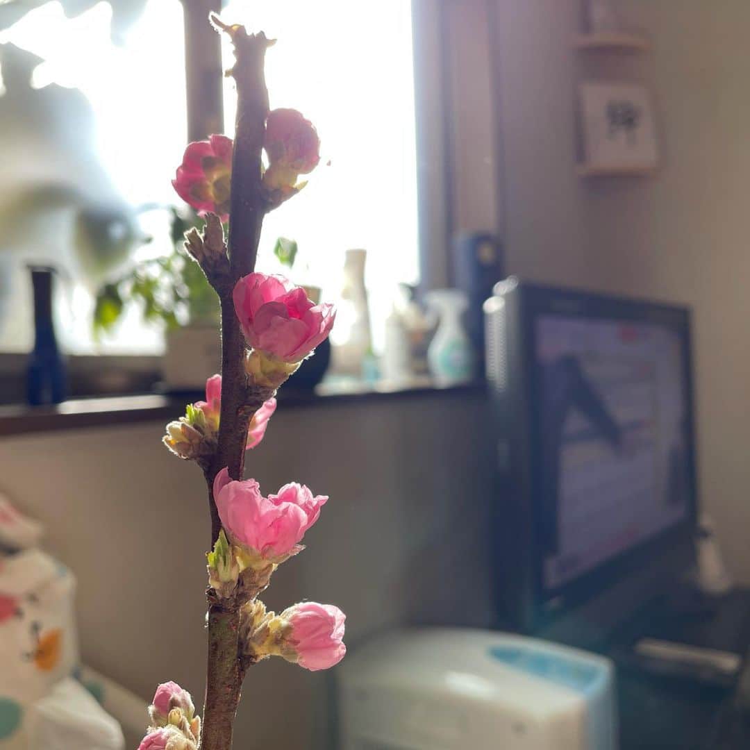 のインスタグラム：「お野菜の中に梅の花が入っていました。 もうすぐ春ですね🌸  #らでぃっしゅぼーや」