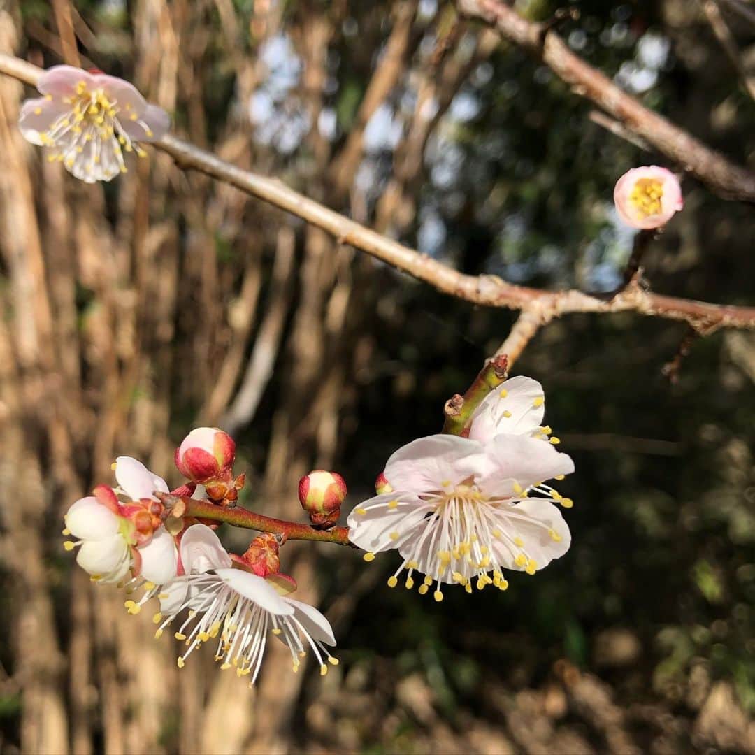 純名里沙さんのインスタグラム写真 - (純名里沙Instagram)「春ですなぁ。。🌸 ・ #メジロ #めじろ #のはず😆 #梅の花 #春 #springhascome」2月25日 10時58分 - risajunna3158