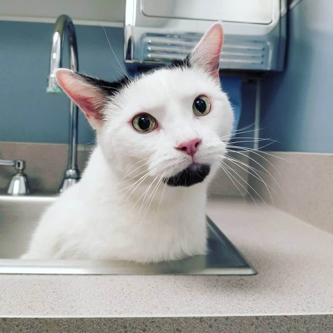 Garyのインスタグラム：「I took Gus to UCD today to get his yearly heart checkup, and while I couldn't go in with him due to covid, I understand he reunited with his favorite sink. He had an ECG and everything remains the same as his most recent tests, so his meds are doing the job. I walked around/almost fell asleep in the car for nearly three hours - if you want to see some stuff from the arboretum, swipe away (pic 1 is last year, the rest are from today)」
