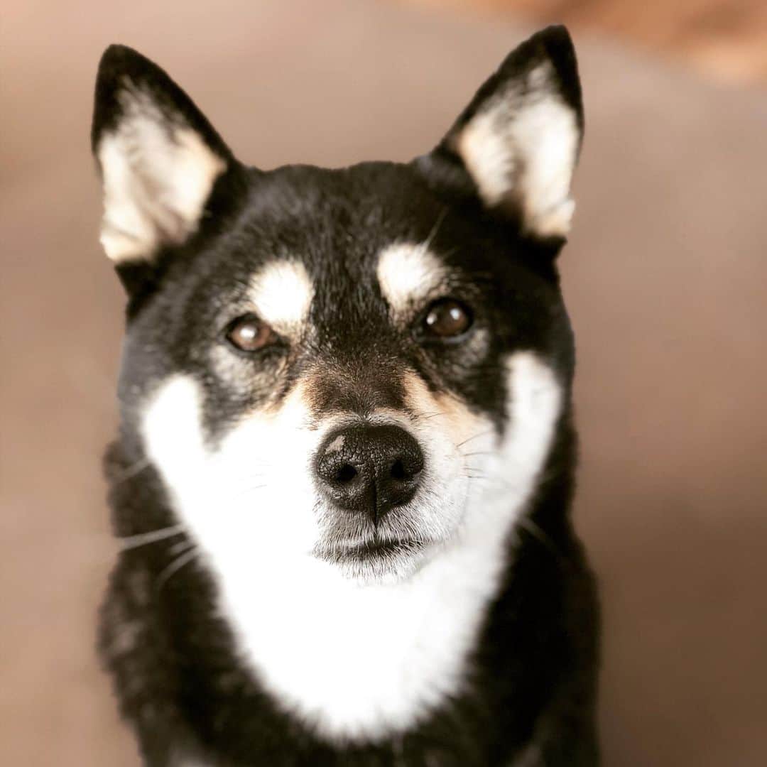 vo_coのインスタグラム：「🐾 薬用シャンプー3回目 1ヶ月前のぼさぼさスカスカな毛だった頃と比べてだいぶふわふわなこたちゃんが戻ってきました 今朝は人の布団に盛大に胃液吐いてたけどご飯少ないのかな… フード以外のトッピングを少しかさ増ししてみよう ＊ #今朝はこたちゃんの胃液 #昨日は小僧のおしっこ大量漏れ #毎日シーツ洗ってる気がする  #shibastagram #instashiba #shiba #shibainu #黒柴 #柴犬」