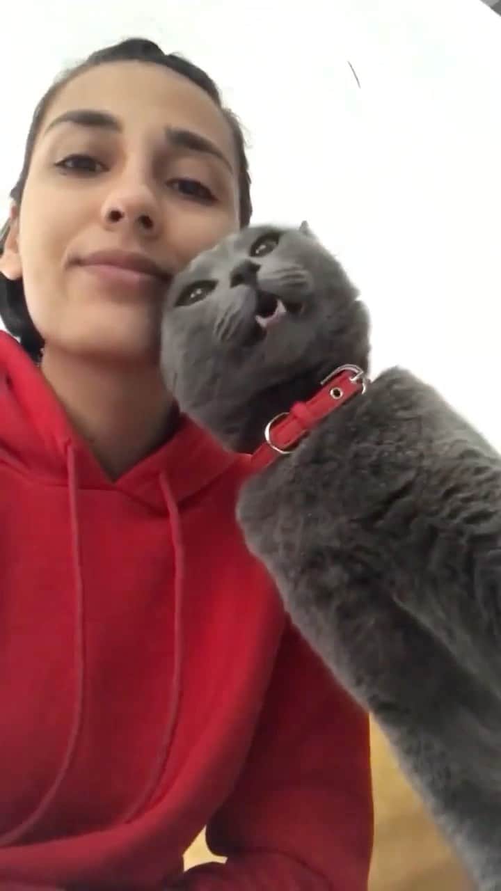 Cats of Instagramのインスタグラム：「From @pabloandthings: “Pablo: Can i take a kiss?⁠⁠ Angel: 😘⁠⁠ Pablo: Thanks, bye!” #catsofinstagram」