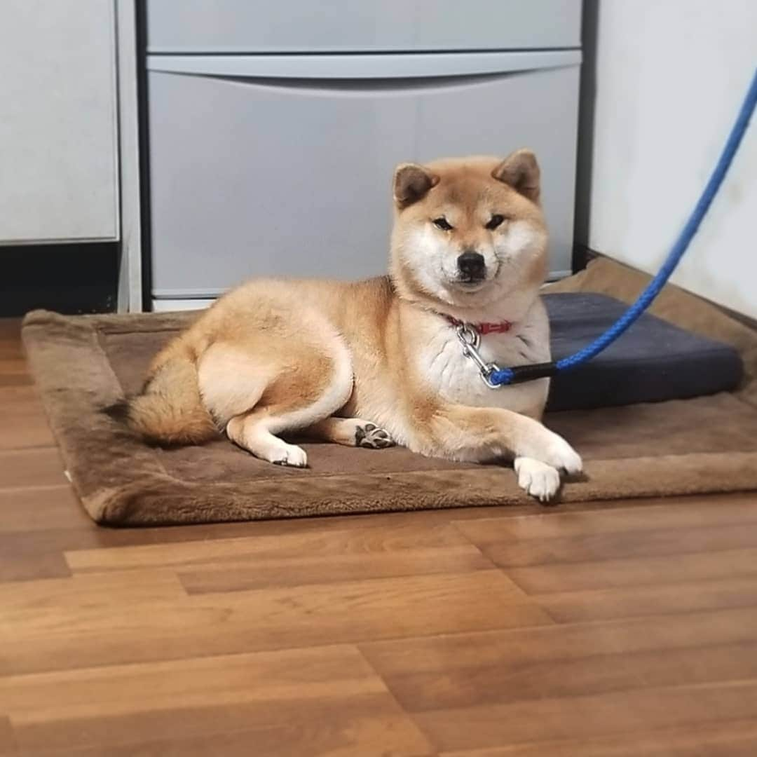 柴犬たま Shibainu Tamaのインスタグラム