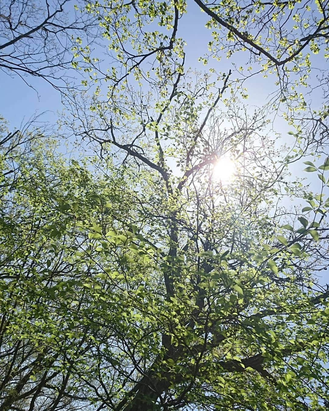 のインスタグラム：「おはようございマウンテン🗻🌷  本日も ナイスにいきましょう🗻✨✨  キラキラ✨きらめく緑🍀 新緑の時の写真です✨  #山登り  #新緑 #山  #キラキラ」