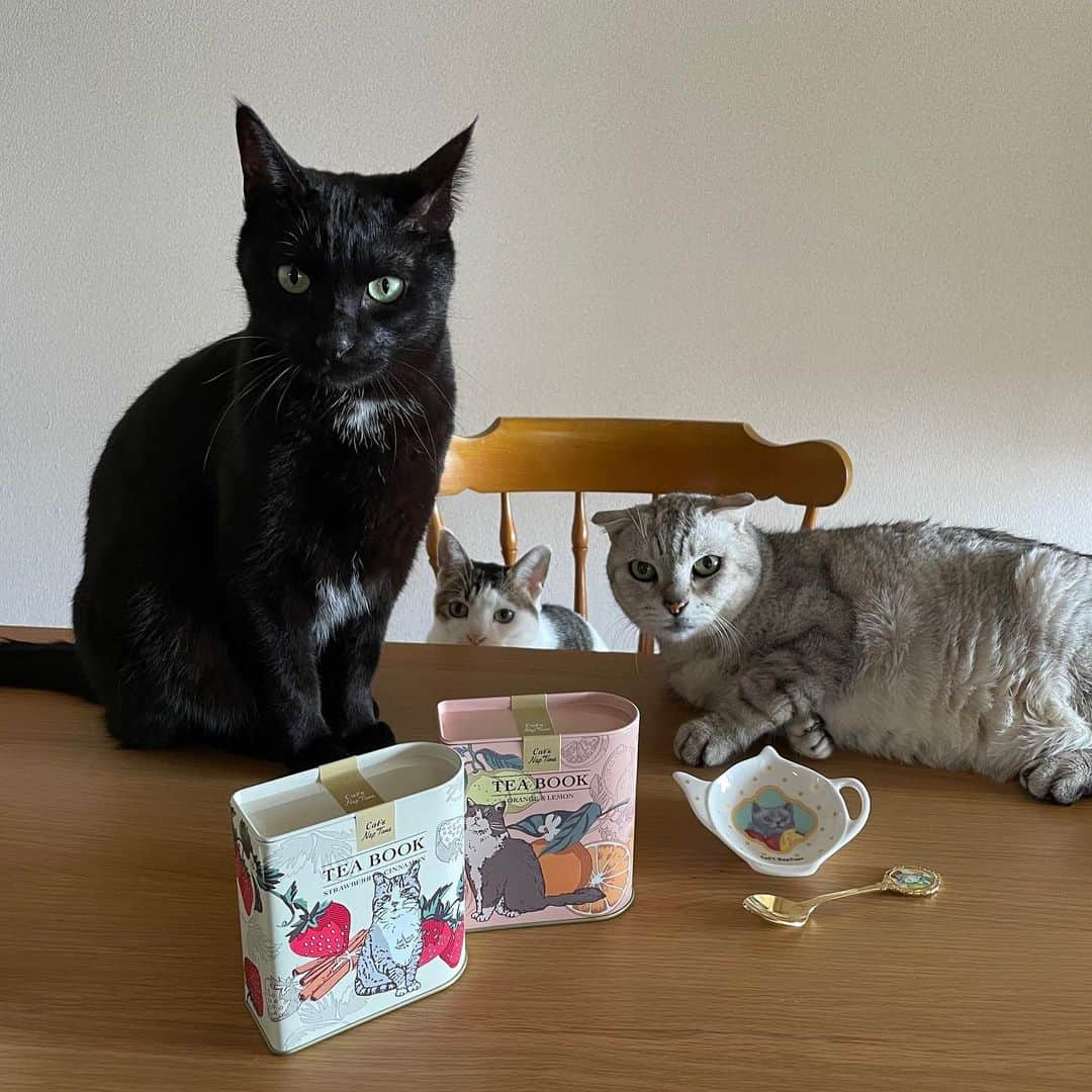 Cat's NapTimeさんのインスタグラム写真 - (Cat's NapTimeInstagram)「・ 【Cat's NapTime第6弾「FRUITS TEA PARTY」アイテム】 Afternoon Teaスタッフが、愛猫と一緒にアイテムを撮影したスナップをご紹介。 #cats_naptime6  ＜Afternoon Tea TEAROOM 川西阪急/ Kさんの愛猫・くろすけ(オス)、あめ(メス)、シナモン(オス)＞ 「ティーポット型のティーバッグトレイはティーバッグが置くのがもったいにゃい可愛さですね！スプーンのサバ美さんも額縁に入った絵画のようで素敵です🐈」  「Cat’s NapTime」第6弾のアイテムはこちらのリンクからもご覧いただけます。 ➡@catsnaptime  #catsnaptime #AfternoonTea #AfternoonTeaLIVING #アフタヌーンティー #アフタヌーンティーリビング #ネコ #catsissue #FRUITSTEAPARTY #マグカップ #AfternoonTeaスタッフの愛猫 #紅茶 #紅茶缶 #ティーバッグトレー #カメオスプーン #ティータイム」2月25日 11時58分 - catsnaptime