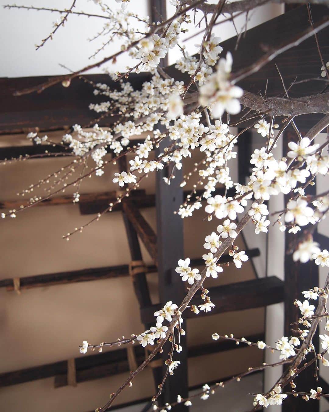 田沢美亜のインスタグラム：「東京は梅が満開ですね。  我が梅農園の開花はまだもう少し。 冬の剪定作業で切り落とした梅の枝を部屋に飾り楽しんでいます。 梅の花の優しい香りに包まれて気持ちの良い日です。  #梅のある暮らし #梅農園始めました #tthreefarm #二拠点生活始めました #uraku_tokyo #然の梅月夜野 #然の梅 #mia_no_wa_kokoro #みなかみ町 #群馬」