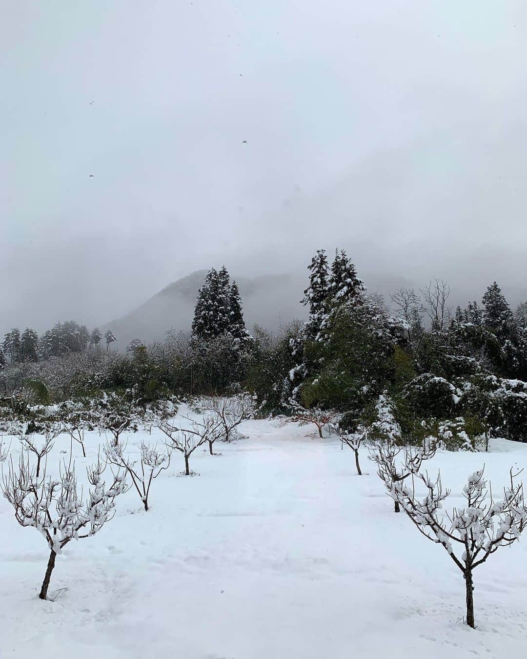 田沢美亜さんのインスタグラム写真 - (田沢美亜Instagram)「東京は梅が満開ですね。  我が梅農園の開花はまだもう少し。 冬の剪定作業で切り落とした梅の枝を部屋に飾り楽しんでいます。 梅の花の優しい香りに包まれて気持ちの良い日です。  #梅のある暮らし #梅農園始めました #tthreefarm #二拠点生活始めました #uraku_tokyo #然の梅月夜野 #然の梅 #mia_no_wa_kokoro #みなかみ町 #群馬」2月25日 12時22分 - miatazawa