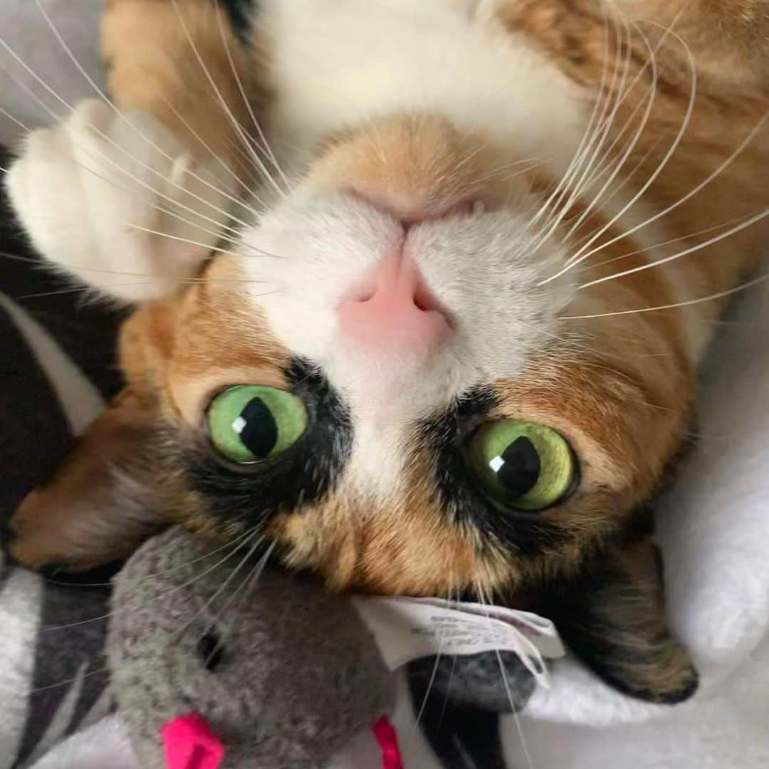 リリーさんのインスタグラム写真 - (リリーInstagram)「Less work, more play! 😸 . .  . . #lillycrazyeyes #quarantinelife #catsofinstagram #9gag #calico #instacat #meowstagram #meow #meowdel #instacalico #calico  #cute #midweekmood #humpdayvibes #whiskerwednesday #whiskers #humpday  #playtime」2月25日 12時31分 - lilly_crazyeyes