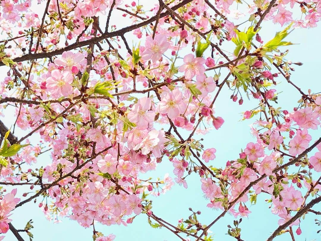 早瀬英里奈さんのインスタグラム写真 - (早瀬英里奈Instagram)「🌸見上げれば桜🌸  素敵な桜の木に出会ったので、思わず一枚📷(本当は三、四枚…笑)  この15年間、年に一度くらいのペースで集い合っている大切な方々と、今年はZOOMで集い合いました✴︎✴︎✴︎  直接集えなかったのは残念でしたが、海外在住のメンバーもいるのでZOOMも良いなと、新しい発見も˚✧ ⁎  15年の絆って凄いなぁ。。  こんなにあたたかくて心強い先輩や同志に恵まれて、私は本当に幸せだと改めて胸が熱くなった今日。。。  新たな出発の日となりました✴︎✴︎✴︎  #桜梅桃李 #桜 #15年 #絆 #あたたかい #心強い #先輩 #同志 #幸せ #新たな出発の日  #早瀬英里奈」2月25日 23時25分 - erina.hayase