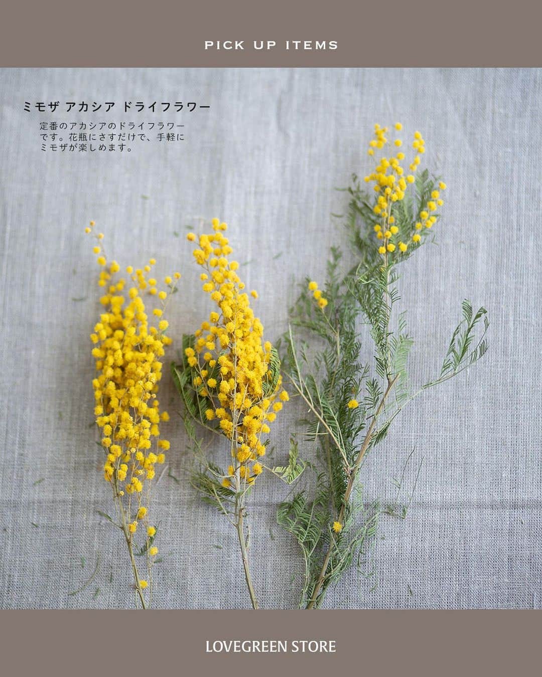 LOVEGREEN -植物と暮らしを豊かに。さんのインスタグラム写真 - (LOVEGREEN -植物と暮らしを豊かに。Instagram)「春らしいイエローで明るい雰囲気に！ ミモザのドライフラワー入荷しました  ーーーーーーーーーーーーーーーー 桜よりも一足先に春の訪れを告げてくれる花「ミモザ」 小さくてポンポンとしたミモザイエローのお花は、 みているだけで明るい気持ちにさせてくれます♪  そんなミモザのドライフラワーが入荷しました。 ・スワッグS ちょうどいいサイズのスワッグはお部屋にちょっと飾るのにぴったり。  ・スワッグL 存在感があってインテリアのキーポイントに！  ・ミモザリング 壁にかけてもいいし、キャンドルと一緒に飾ればインテリア小物として抜群！  ・アカシアドライ 定番のミモザのドライフラワー。さっと花瓶にさすだけでミモザを楽しめます。  お部屋に春をかざってみませんか？  プロフィールのリンクからも、お値段やサイズなど詳しい情報がご覧いただけます。 → @lovegreen_official」2月25日 21時53分 - lovegreen_official