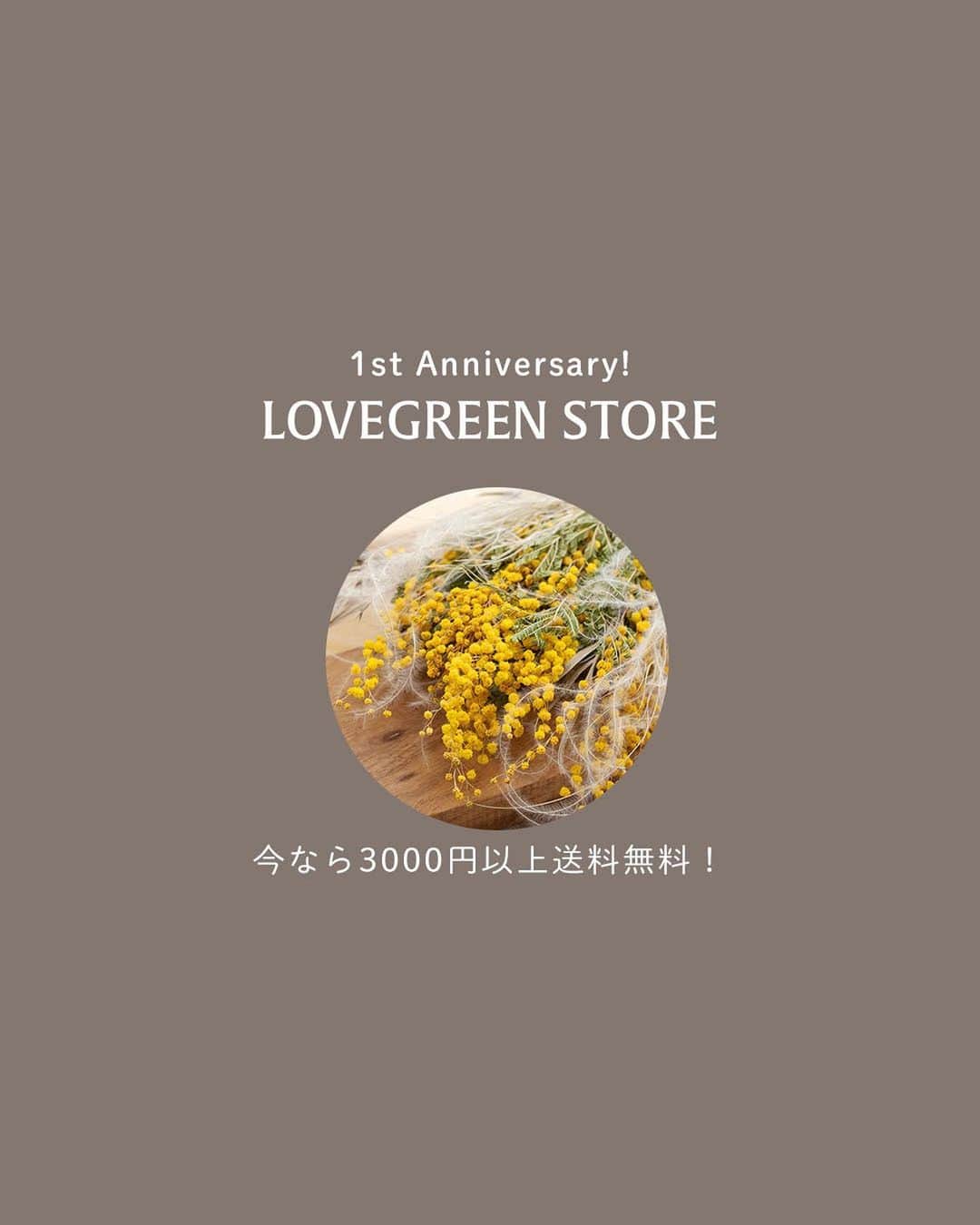 LOVEGREEN -植物と暮らしを豊かに。さんのインスタグラム写真 - (LOVEGREEN -植物と暮らしを豊かに。Instagram)「春らしいイエローで明るい雰囲気に！ ミモザのドライフラワー入荷しました  ーーーーーーーーーーーーーーーー 桜よりも一足先に春の訪れを告げてくれる花「ミモザ」 小さくてポンポンとしたミモザイエローのお花は、 みているだけで明るい気持ちにさせてくれます♪  そんなミモザのドライフラワーが入荷しました。 ・スワッグS ちょうどいいサイズのスワッグはお部屋にちょっと飾るのにぴったり。  ・スワッグL 存在感があってインテリアのキーポイントに！  ・ミモザリング 壁にかけてもいいし、キャンドルと一緒に飾ればインテリア小物として抜群！  ・アカシアドライ 定番のミモザのドライフラワー。さっと花瓶にさすだけでミモザを楽しめます。  お部屋に春をかざってみませんか？  プロフィールのリンクからも、お値段やサイズなど詳しい情報がご覧いただけます。 → @lovegreen_official」2月25日 21時53分 - lovegreen_official
