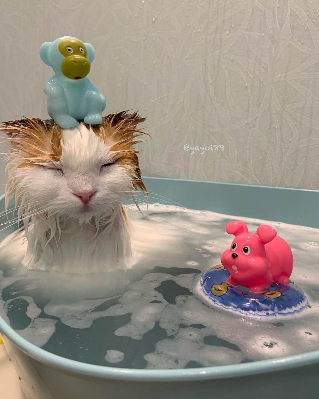 yayoi89さんのインスタグラム写真 - (yayoi89Instagram)「Good mood 🐹🛀  いい湯だにゃ〜♨️🐹  換毛期みたいで 毎日毛玉ぶら下げてるので シャンプーしてスッキリ✨  #weeklyfluff #adorable #cat #scottishfold #beautiful #kawaii #catlife #catlover #ilovemycat #9gag #meowed #catoftheday」2月25日 21時57分 - yayoi89