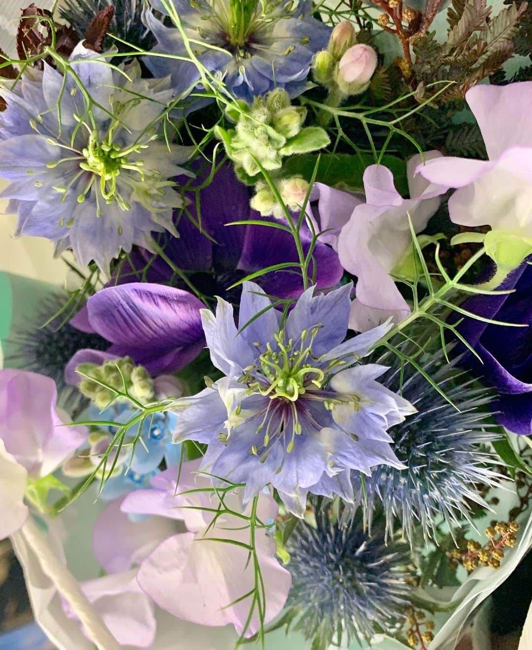 黒崎レイナのインスタグラム：「一目惚れした花 「ニゲラ」素敵〜！ 下にある棘のある花の名前がわからない…なんだろう。 これも好き☺︎」