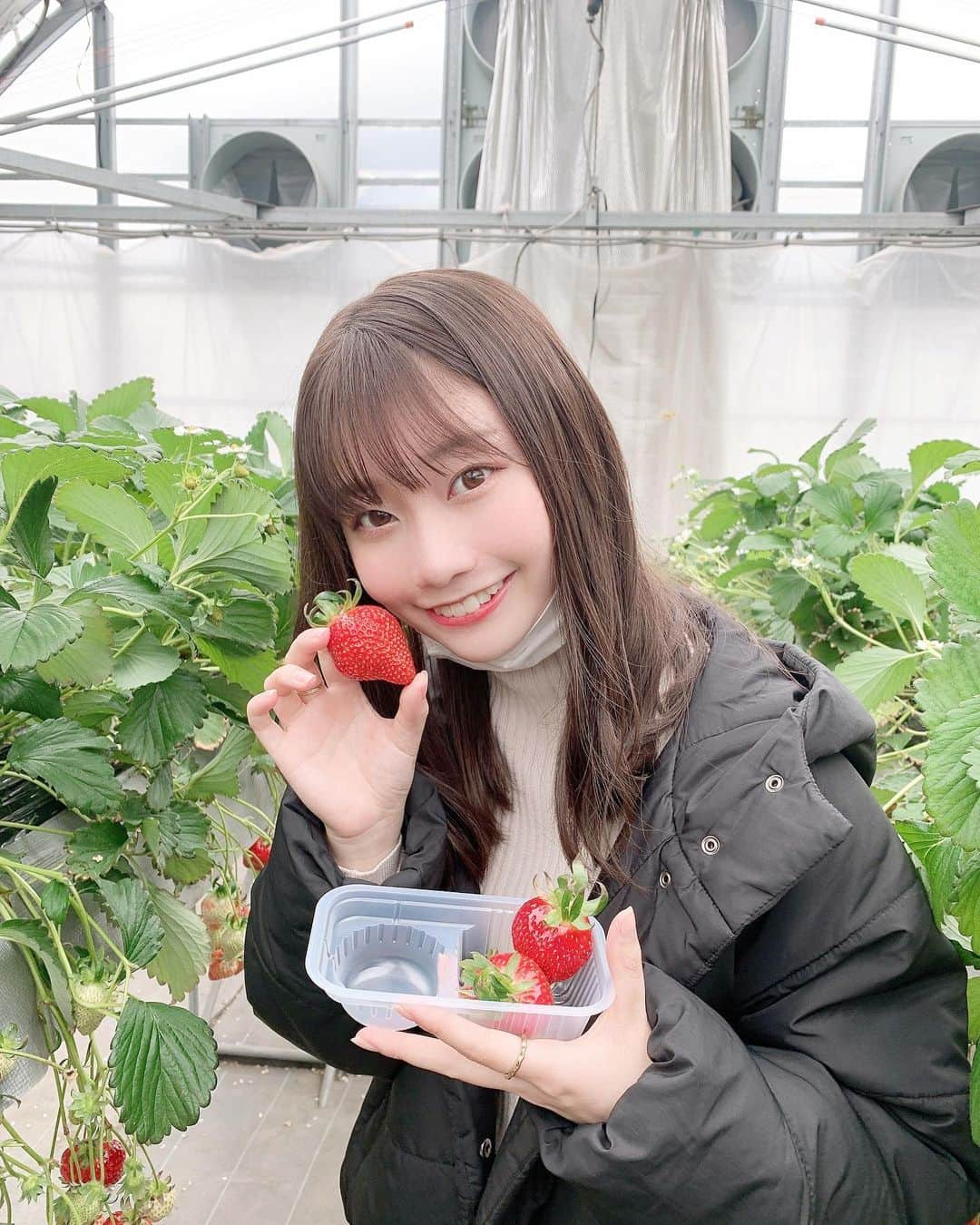 木﨑千聖のインスタグラム：「.﻿ ﻿ この間 人生で初めていちご狩りしてきたよ🍓🍼﻿ ﻿ 岐阜のブランドいちご "濃姫" を﻿ お腹いっぱい食べてきました〜！﻿ ﻿ 幸せだったなぁ、、🤍﻿ ﻿ ﻿ #いちご狩り #いちご #岐阜 #濃姫  #アイドル #ラストアイドル #木﨑千聖 #instagood」