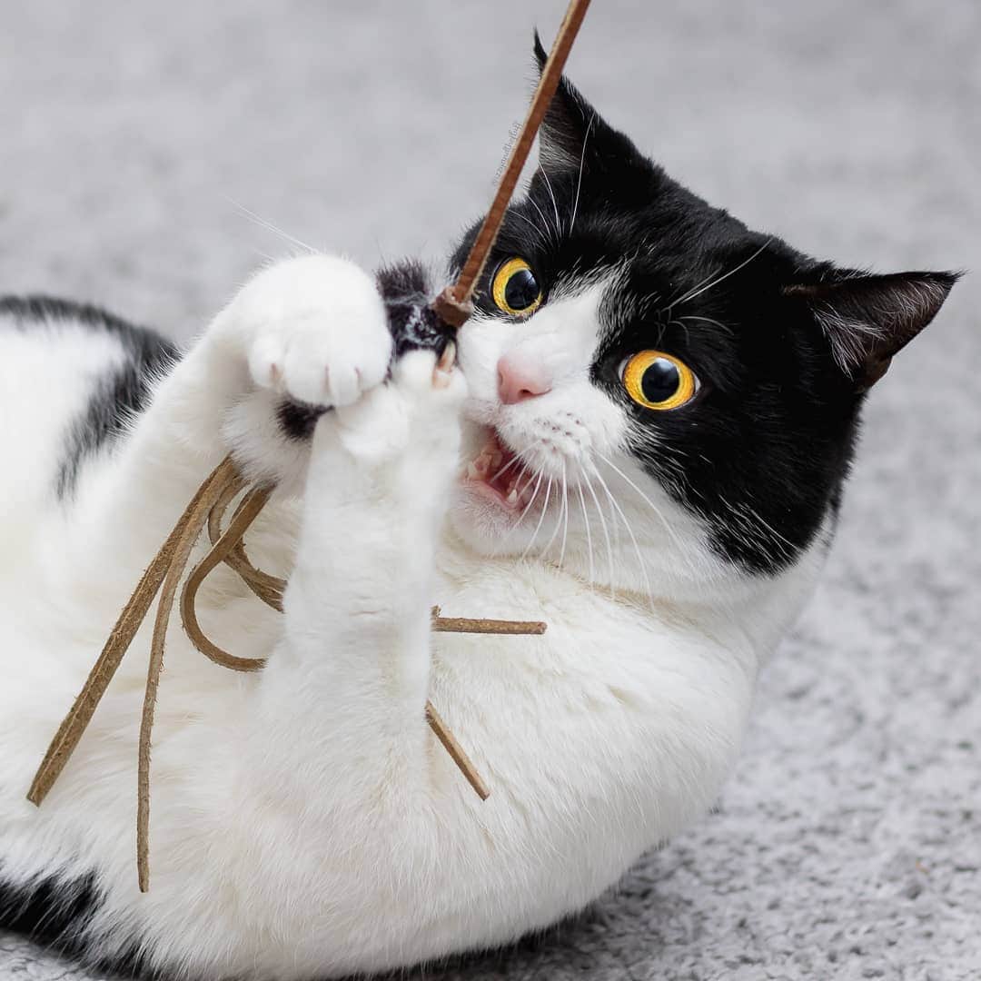 Zoe & Izzyのインスタグラム：「Rawr!  I am practicing my fiercest look, as I hear we are going to have a DOG over to come visit us today. 🐶 Do you think @walkwithpicklesthecorgi will be impressed? Zoë is surely going to hide in the attic, but I think I might go check out what all the fuss is about. I think...  Are your cats getting along with dogs and vice versa?」