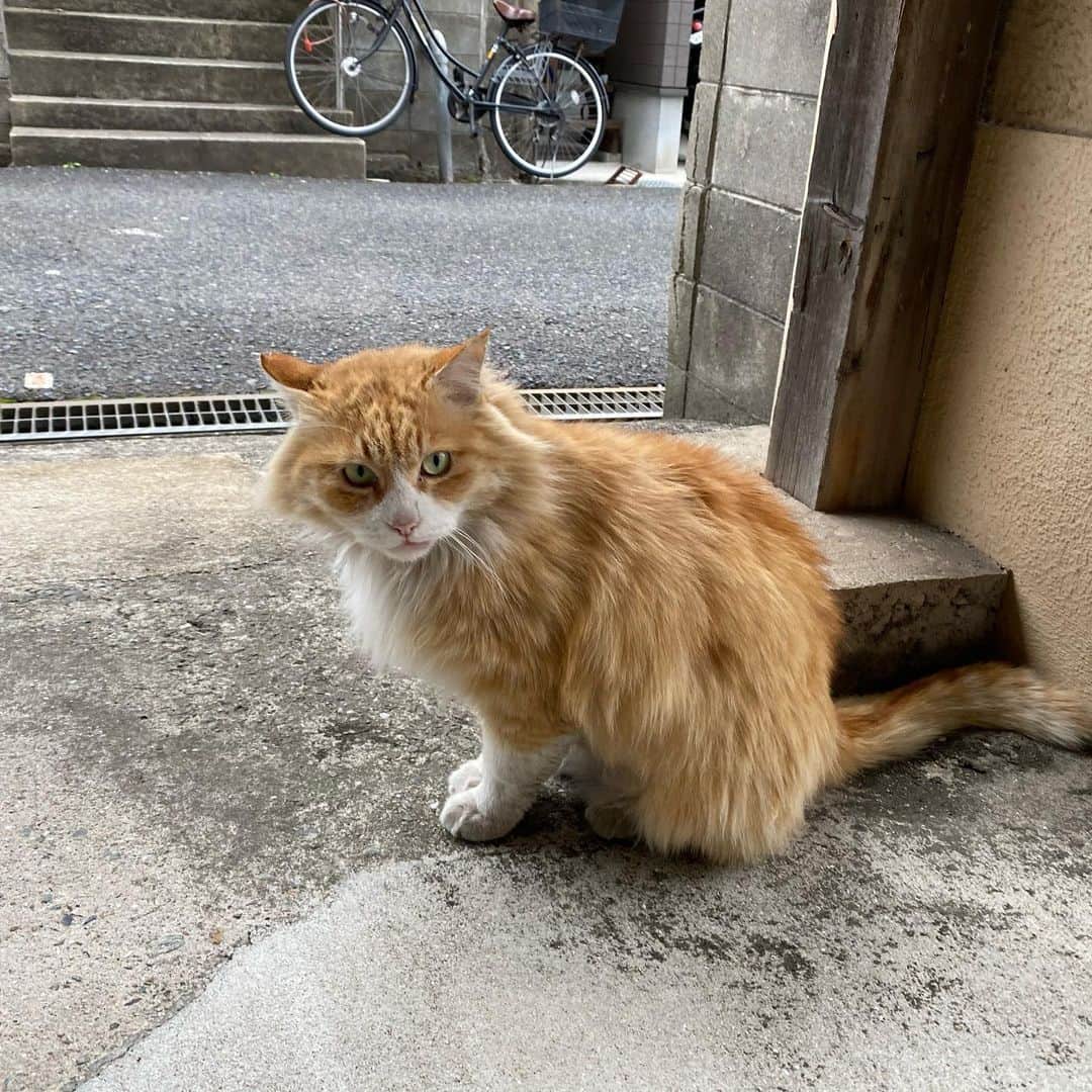 浅香圭（コラゾン）のインスタグラム：「今日の野良☆‥じゃないなw 眉間にシワあるからどっかの 家猫かな？w  #graffiti#らくがき#art#animal #イラスト#お弁当#マンガ#アート #漫画#演劇#モデル #イケメン#芸能#baby #パン#舞台#新宿#カメラ #japan#ラーメン #おかず#うどん #イベント#cat #ねこ#撮影#猫 #ヘアスタイル #artwork#映画」