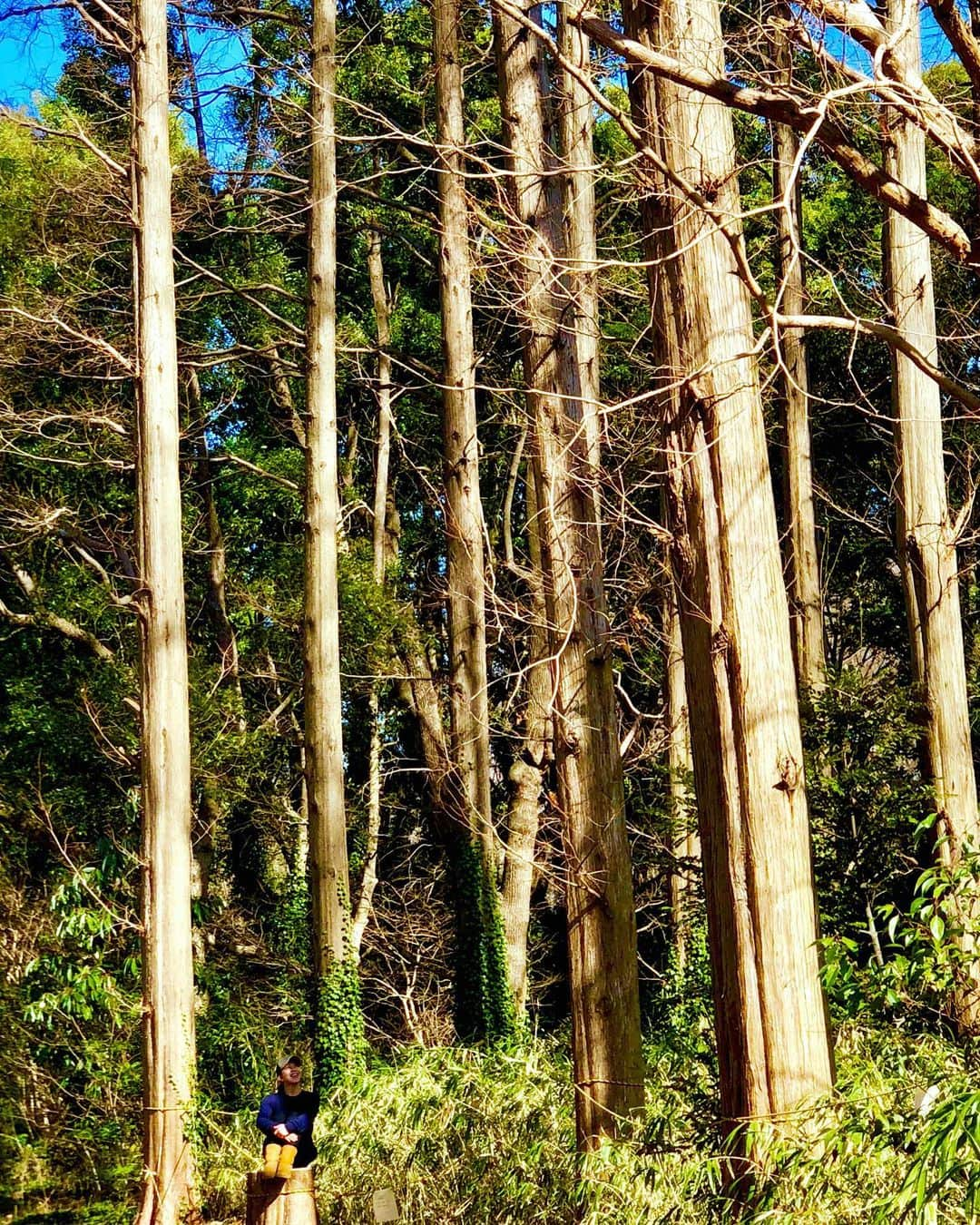 しなしさとこのインスタグラム：「. . 本日も自然に癒されに🌳 太陽の光を沢山浴びて 沢山笑って健康的☺️ . .  #しなしさとこ #satokoshinashi #格闘技 #女子格闘技 #ジョシカク#黒シュナ #giantschnauzer #ジャイアントシュナウザー #シュナウザー #schnauzerworld #1歳犬 #シュナスタグラム #大型犬のいる生活 #大型犬のいる生活#しなしさくらお嬢#森林浴 #素敵な空間」