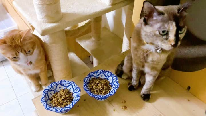 tamatamagoのインスタグラム：「Honey and Hana☺️  😼🐱Dinner time🎊  　 ①ウェットフードを混ぜる前 　only dry cat food  ②混ぜた後😆 dry food with wet food😆 　  我が家は、朝ごはんはカリカリのみ。夜ご飯はカリカリの量を減らしてウェットを混ぜてます☺️  夜ご飯の時カリカリだけで食べるかなって待って見たけど  😼夜はウェットがあるはずにゃのに…チーンにゃよ💦 🐱そうにゃわさ！ウェットはどこにゃわさ‼️  ってチーン顔😆😆 分かってらっしゃる🤣 朝はカリカリだけ出したらバクバク食うくせに〜🤣🤣  マオちゃんもクンクンしに来てましたよ☺️  #ハニハナ劇場  @inabaciao.th   2021/02/25  　 #保護猫　#茶トラ　#茶トラ男子部 #ちゃとら #サビ猫　#さびねこ #にゃんすたぐらむ #ねこすたぐらむ #猫　#ねこ　#gingercat #gingercatsrule #gingercatsofinstagram #orangetabby #tortiesofinstagram #tortietude #tortiesrule #catsofinstagram #cats_of_instagram #แมว」