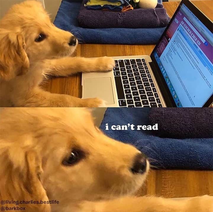 BarkBoxのインスタグラム：「can't answer emails if i can't read 🙂⁠ @living.charlies.bestlife」