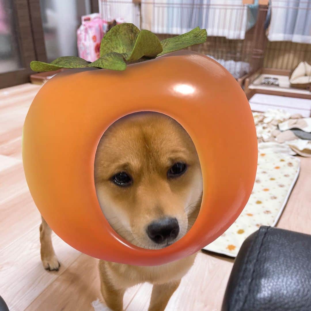 環奈（長沢菜々香の飼い犬）のインスタグラム：「柿犬」