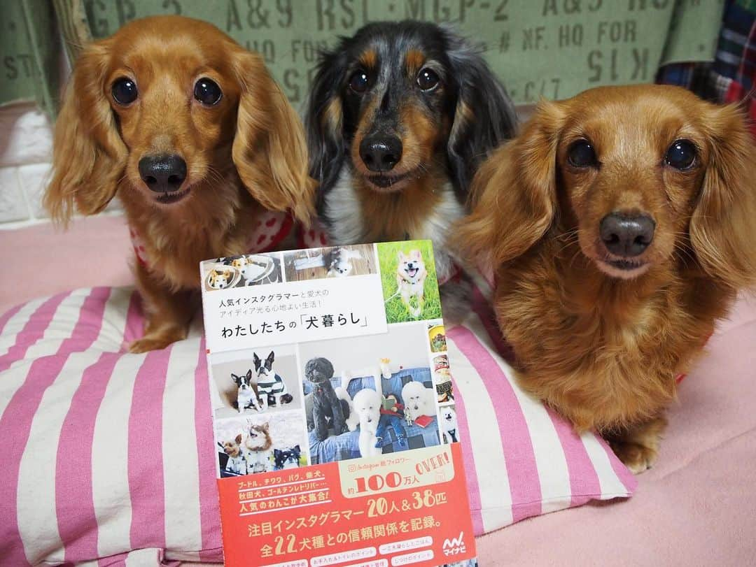 Club Soda♡さんのインスタグラム写真 - (Club Soda♡Instagram)「コロナ離婚するだいぶ前、 「私たちの犬のいる暮らし」に ココアたちが本に載った☺ 持ってる人いるかな？ #ソーちゃん#ガサツgirl #シルバーダップル#ココアパパ #レディカカ#カカの花親方 #犬のいる暮らし #わたしたちの犬のいる暮らし #ミニチュアダックスフンド #ミニチュアダックス #ダックスフンド#ダックス #この頃は仲良し親子で生活してたね #まさか家庭内別居するとは😂 #楽しい思い出だらけやね #ココアにはありがとうの言葉しかないな」2月25日 22時49分 - kumi.s66