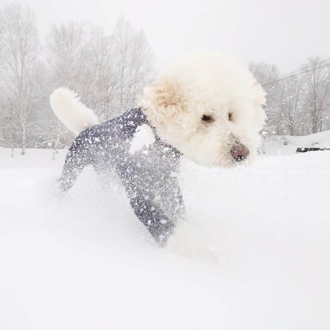 たまねぎさんのインスタグラム写真 - (たまねぎInstagram)「. . Xperiaアンバサダーのたまねぎです🧅  雪しぶきをあげながら走る様子が撮りたくてPhotography Proで高速連写！！ Photography Proくんさすがです！！😆 こっちに走ってくるがっくんのことずっと捉えてる！ 1枚1枚が止まっているように撮れてる！！ スライド動画作っちゃった（笑）  肉眼ではわからなかったけれど、がっくん、笑いながら走っているんだね。  撮りたい場面や表情を逃さずに撮れるのが本当に嬉しい！ Xperia 5 IIのカメラ機能がすごいだけなのに、やっぱり自分が上手いのだと勘違いしそうだわ（笑）  #standardpoodle #スタンダードプードル #whitepoodle #poodle #いぬのいる生活#もふもふ部 #わんこ部 #犬と暮らす#いぬなしでは生きていけません #Xperia #Xperiaアンバサダー #Xperia5II #pr #PhotographyPro」2月25日 22時53分 - tamanegi.qoo.riku