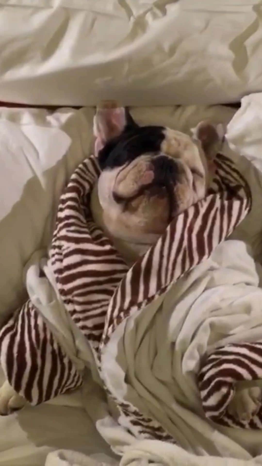Manny The Frenchieのインスタグラム：「What I feel like after a Spa day」