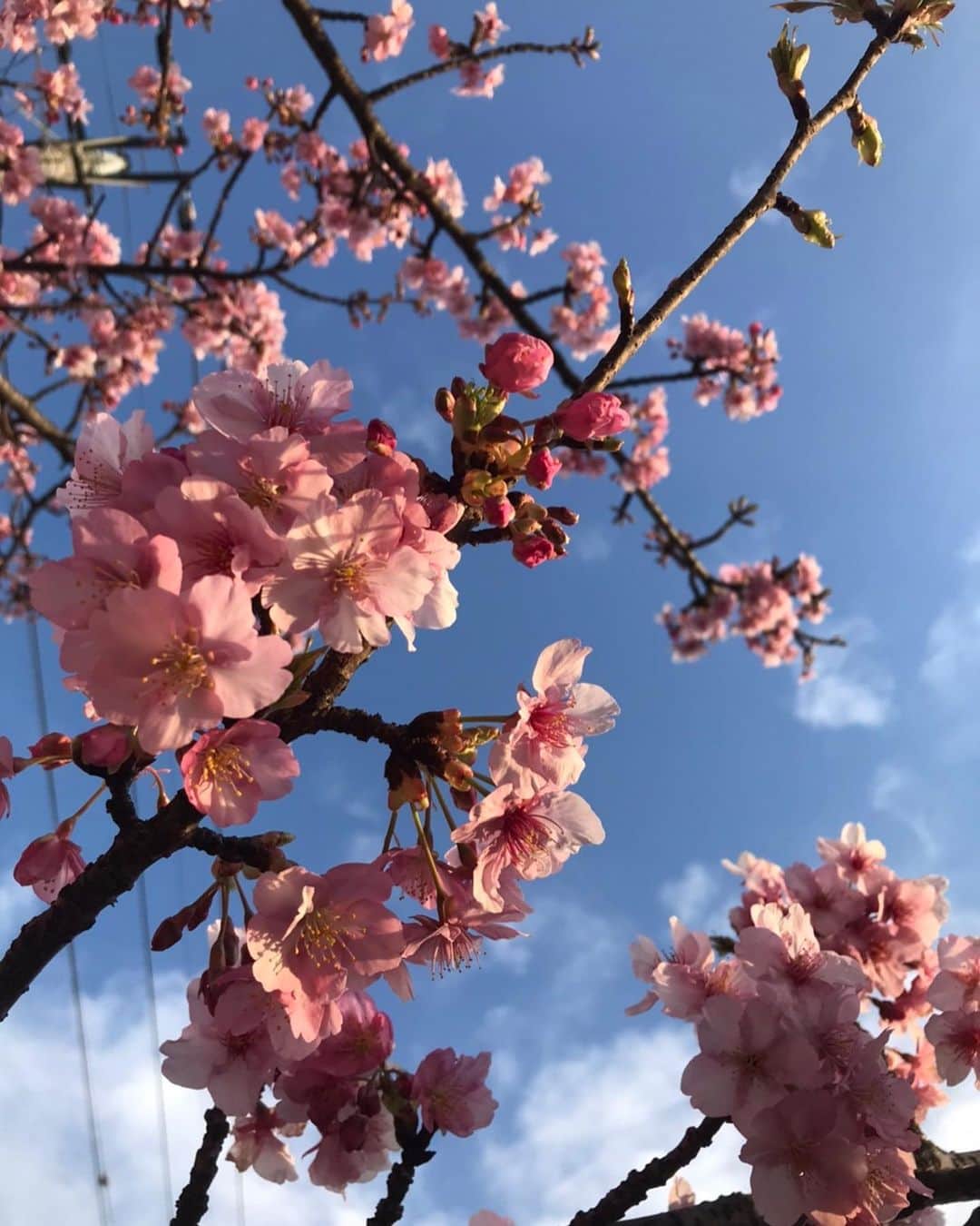 芳野友美さんのインスタグラム写真 - (芳野友美Instagram)「近所で#早咲きの桜 を発見！！！ 桜&空の色合い好きだな〜と思ったら、今日のスヌードもそんな色合い☆ やっぱ好きなんだね（笑） さて、明日は連載中のコラム更新です！ #夕刊フジ 公式サイト#zakzak で読んでくださいねー☺︎」2月25日 23時06分 - yumi_yoshino_1980
