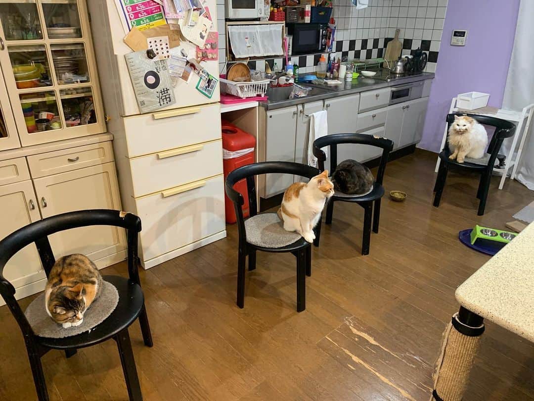 Kachimo Yoshimatsuさんのインスタグラム写真 - (Kachimo YoshimatsuInstagram)「みんな椅子に座ってた。 #うちの猫ら #castella #oinari #hijiki #okaki #猫 #ねこ #cat #ネコ #catstagram #ネコ部 http://kachimo.exblog.jp」2月25日 23時07分 - kachimo