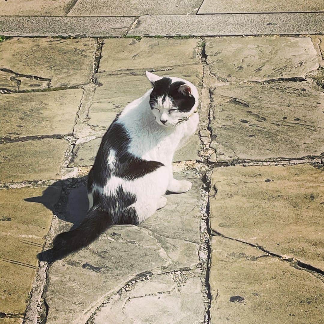 前田真里さんのインスタグラム写真 - (前田真里Instagram)「ぬこさん、あなたも眠そうね　zzz  #春眠　#長崎　#猫  #ひるドキ　#ロケ #oura #nagasaki #japan #worldheritagesite  #shooting  #東京カメラ部 #tokyocameraclub」2月25日 14時19分 - maedamari