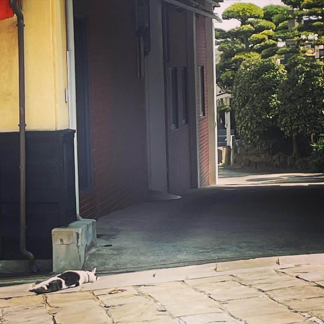 前田真里さんのインスタグラム写真 - (前田真里Instagram)「ぬこさん、あなたも眠そうね　zzz  #春眠　#長崎　#猫  #ひるドキ　#ロケ #oura #nagasaki #japan #worldheritagesite  #shooting  #東京カメラ部 #tokyocameraclub」2月25日 14時19分 - maedamari