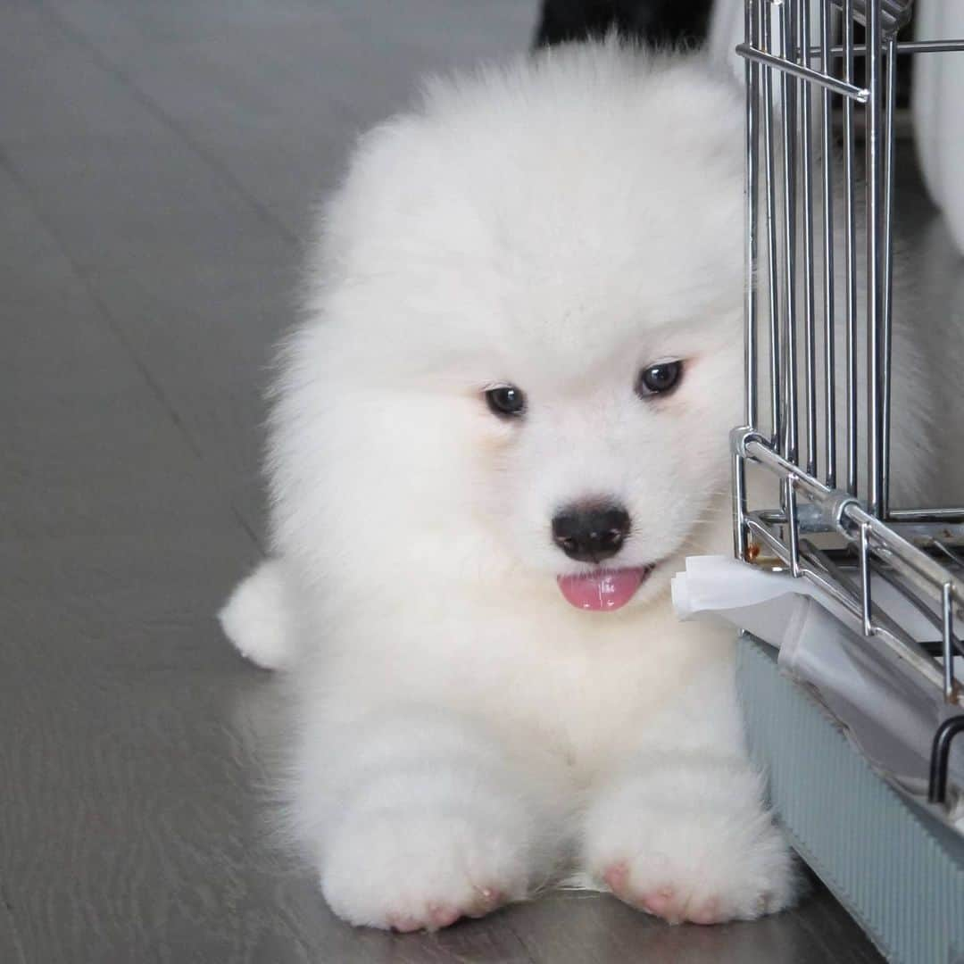 Alex Toのインスタグラム：「Hihi 😘😘😘 #cute #dog #doglover #dogsofinstagram #dogoftheday #dogofthedayjp #dogstagram #fluffy #hkig #hongkong #ilovemydog #instadog #instagood #instamood #instagraphy #instapic #samoyedoninstagram #pet #petlovers #petsofinstagram #petstagram #photooftheday #puppy #pupsofinstagram #samoyed #samoyedsofinstagram #webstagram #犬 #サモエド」