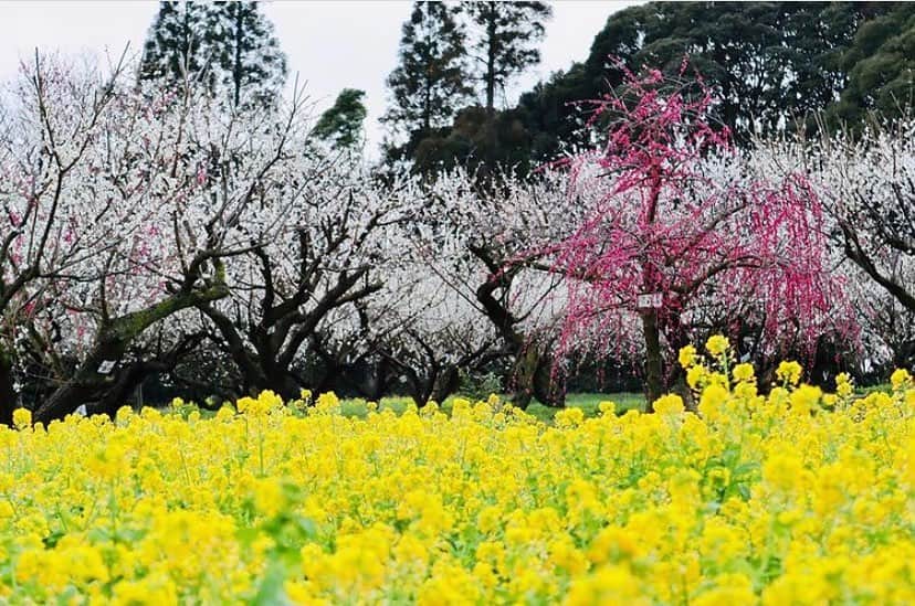 あなたのLOVE CHIBA教えてキャンペーンさんのインスタグラム写真 - (あなたのLOVE CHIBA教えてキャンペーンInstagram)「【らぶちばseason9: @f9777yo さん】の投稿をご紹介📷  きれいな梅の花と菜の花がとても素敵です。 春の訪れを感じますね🌸  坂田城跡にある梅林は県下最大級の梅林でだそうです。 毎年「坂田城跡 梅まつり」を行うほど綺麗に咲き誇っている場所ですが、令和３年の梅まつりは中止となりました。  ご投稿ありがとうございました！  【坂田城跡　梅林（横芝光町商工会）】 https://yokoshibahikari.jp/town/sakatajo.htm  新しいキャンペーンが始まりました✨ 今までに撮りためた写真をぜひラブちばに投稿してみてくださいね。 写真をみながら、ぜひおうちで旅行気分を🌼 チーバ君のかわいいグッズなどが抽選で毎月当たります🐶  🎨ちばアート祭特別賞🎨 今年も「ちば文化資産」がテーマのアートイベント「ちばアート祭」を開催。 ぜひ、あなたの好きな「ちばの文化」や、ちばで見つけたアートを感じる風景を投稿してください。  🍓ちばの花といちご特別賞🌸 千葉県のお花畑や花摘み、いちご狩りやいちごスイーツの写真など、花やいちごに関する写真を投稿してください。 ---------------------------  ／ Season9スタート！ 募集期間：2021年3月31日まで ＼  千葉県の魅力あふれるラブちば写真を投稿して、 プレゼントをGETしよう！！ チーバくんグッズや千葉県の特産品が当たります✨  応募方法： Instagram応募とWebフォーム応募の2種類。プレゼントはプロフィール欄のリンクから 公式サイト（https://love-love-chiba.jp/）でチェック！  公式サイトからフォーム投稿方法▼ https://love-love-chiba.jp/entry  Instagram投稿方法▼ ①公式Instagramアカウント『@love.love.chiba』をフォロー ②２つのハッシュタグをつけて、千葉の魅力あふれる写真をシェア #らぶちば9に応募 . 希望するプレゼントをどれか一つハッシュタグでつける #チバザビーフ #銚子つりきんめ #野菜ボックス #チーバくんリュック . （例） 館山市の〇〇海岸の景色がとってもきれい！ 夕暮れどきもおすすめだよ♪ #らぶちば9に応募　#チーバくんリュック ＊ ＊ 千葉県内に2021年2月7日まで、緊急事態宣言により外出自粛要請がでています。特別な事情がない限り、不要不急の外出は控えて、お家での時間を楽しみましょう。 https://www.pref.chiba.lg.jp/kenfuku/kansenshou/ncov/onegai2.html *  * * * #lovechiba9 #らぶちば #loveloveCHIBA #chiba #ちばかつ #千葉 #千葉県 #千葉観光 #山武郡  #横芝光町 #坂田城跡梅林 #坂田城跡  #梅林  #菜の花  #菜の花畑  #梅  #梅の花  #うめのはな  #紅梅」2月25日 14時45分 - love.love.chiba