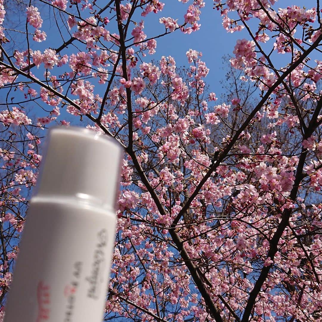 Moonyuのインスタグラム：「東京でも、#河津桜 が満開🌸🌸🌸」