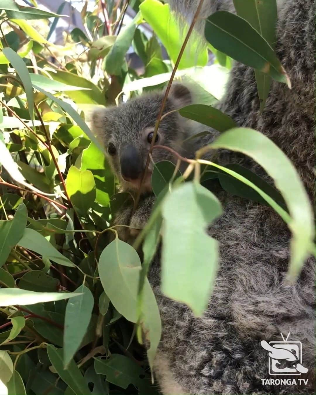 タロンガ動物園のインスタグラム