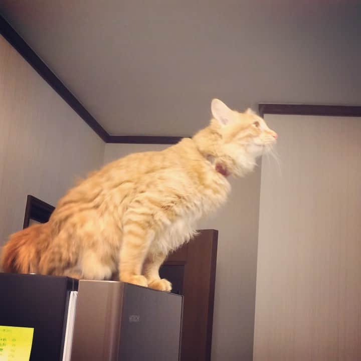 岡田屋鉄蔵のインスタグラム：「更なる高みへー！  マジかー！  すんごい身体能力」