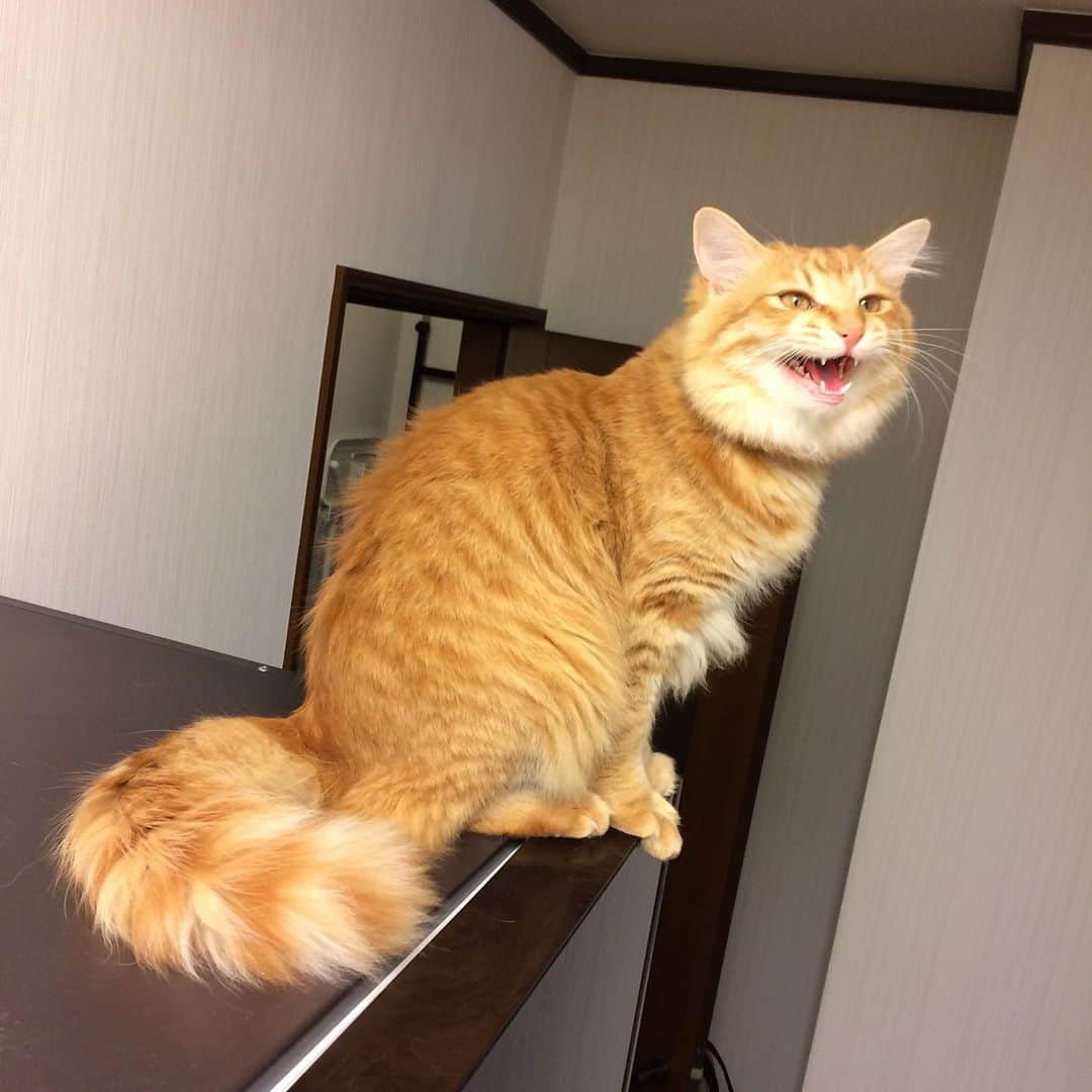 岡田屋鉄蔵のインスタグラム：「冷蔵庫の上も攻略したか…モップがけありがとう…」
